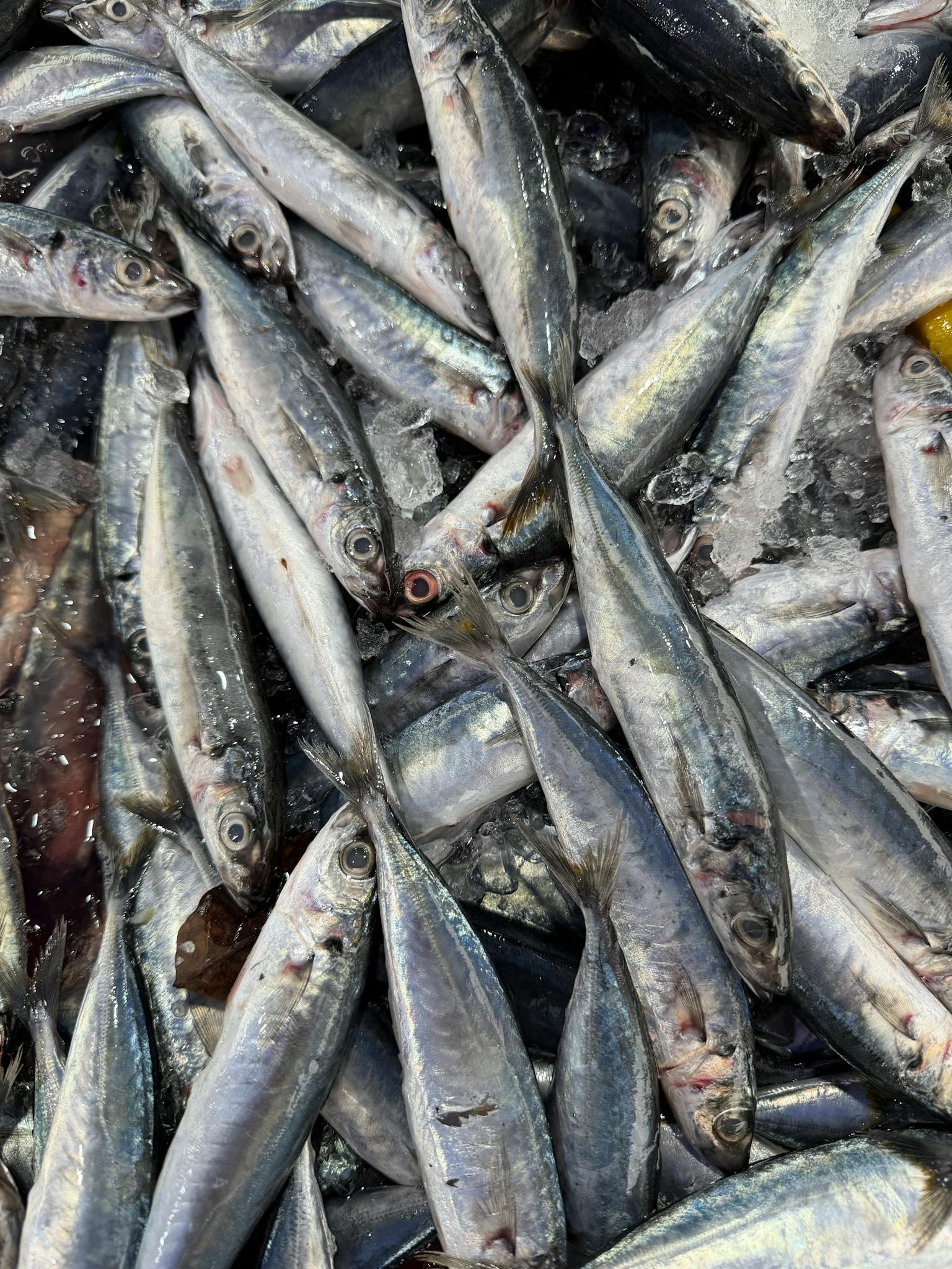 A pile of fresh sardines on ice, showcasing shiny scales in a local market setting.