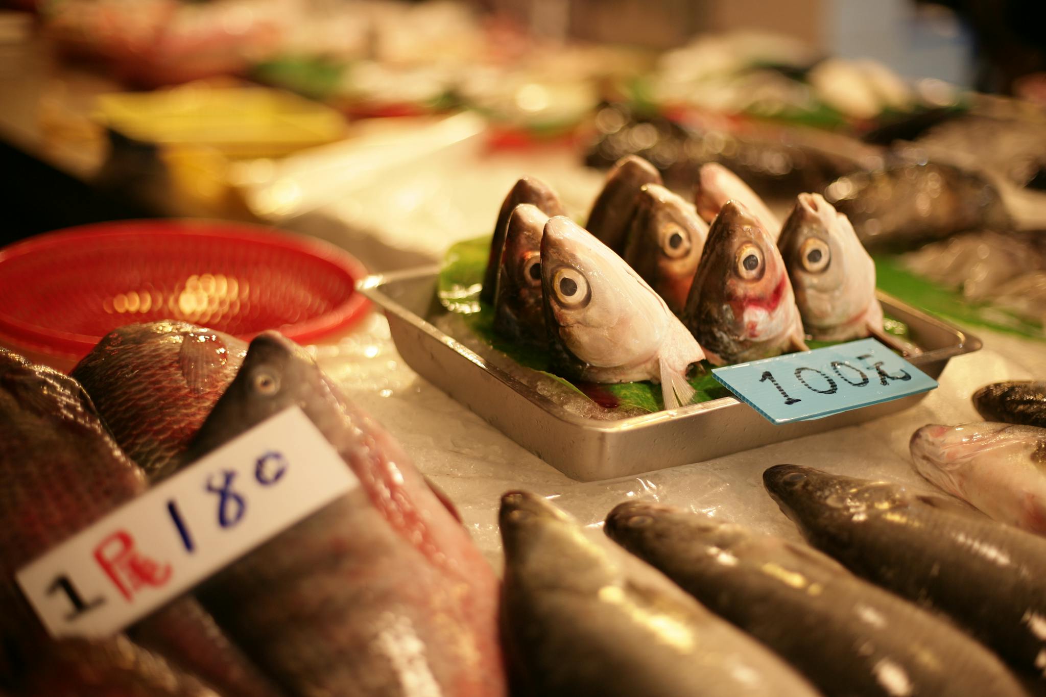 A variety of fresh fish on display at a market, labeled with price tags.