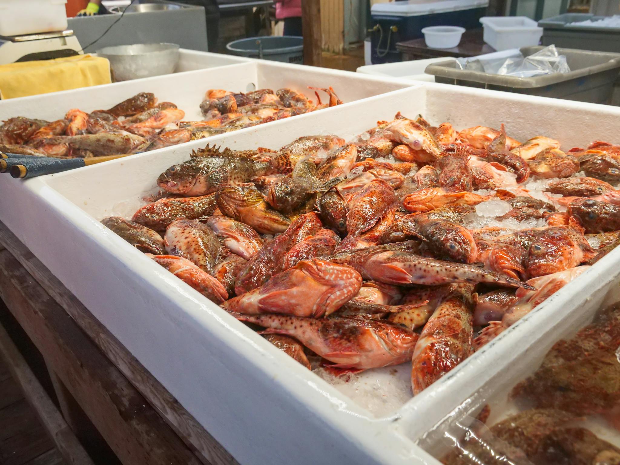 Fresh fish displayed on ice at a bustling seafood market showcasing a variety of species for sale.