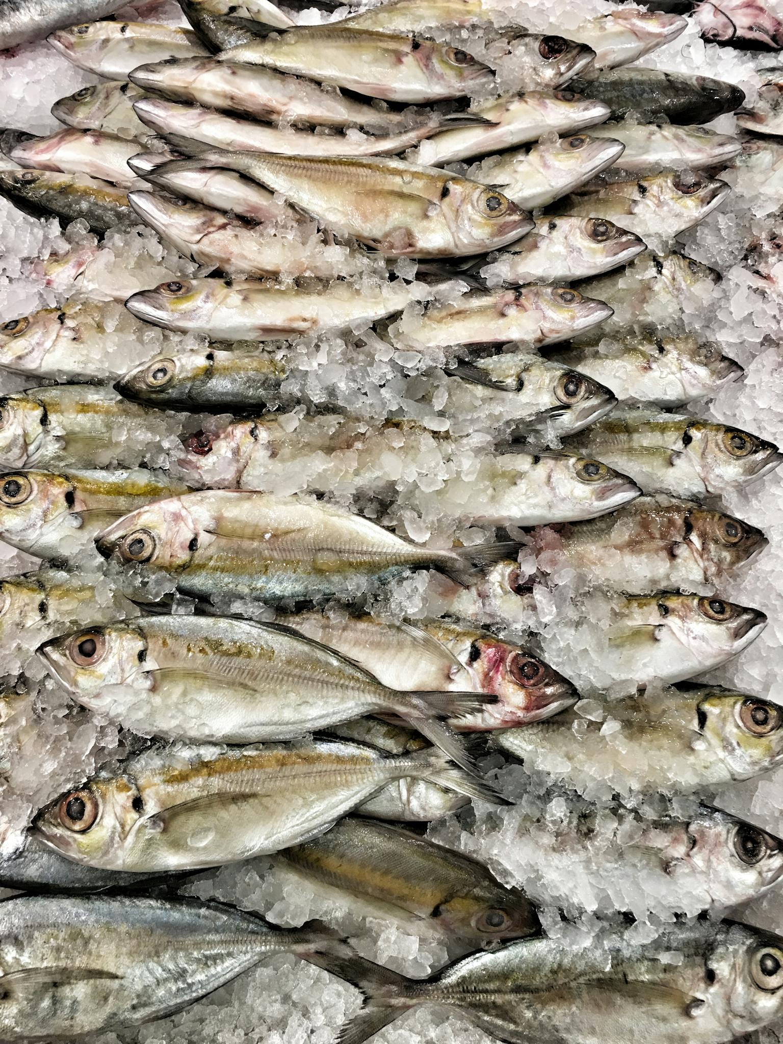 High-angle view of fresh mackerel fish on ice at a seafood market, showcasing freshness.